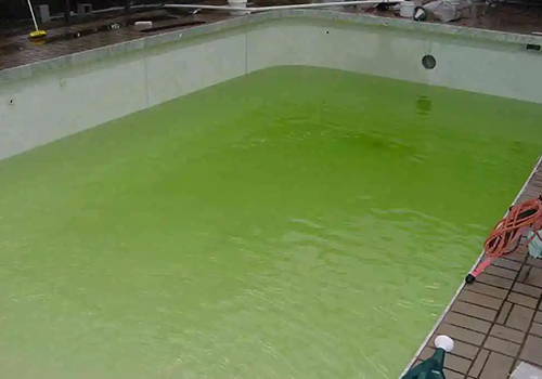 Before and after green pool algae cleanup in Pasco County